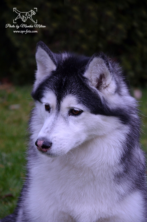 Arctic Friend WINTER QUEEN